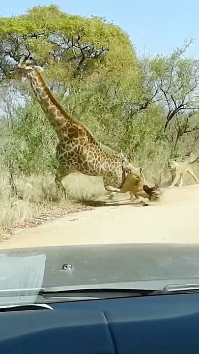 Brutal Wildlife Survival Fights for Life