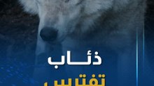 "انقلبوا على بعضهم".. حديقة بريطانية تقتل قطيع ذئاب
