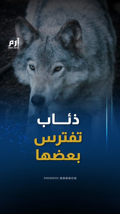 "انقلبوا على بعضهم".. حديقة بريطانية تقتل قطيع ذئاب