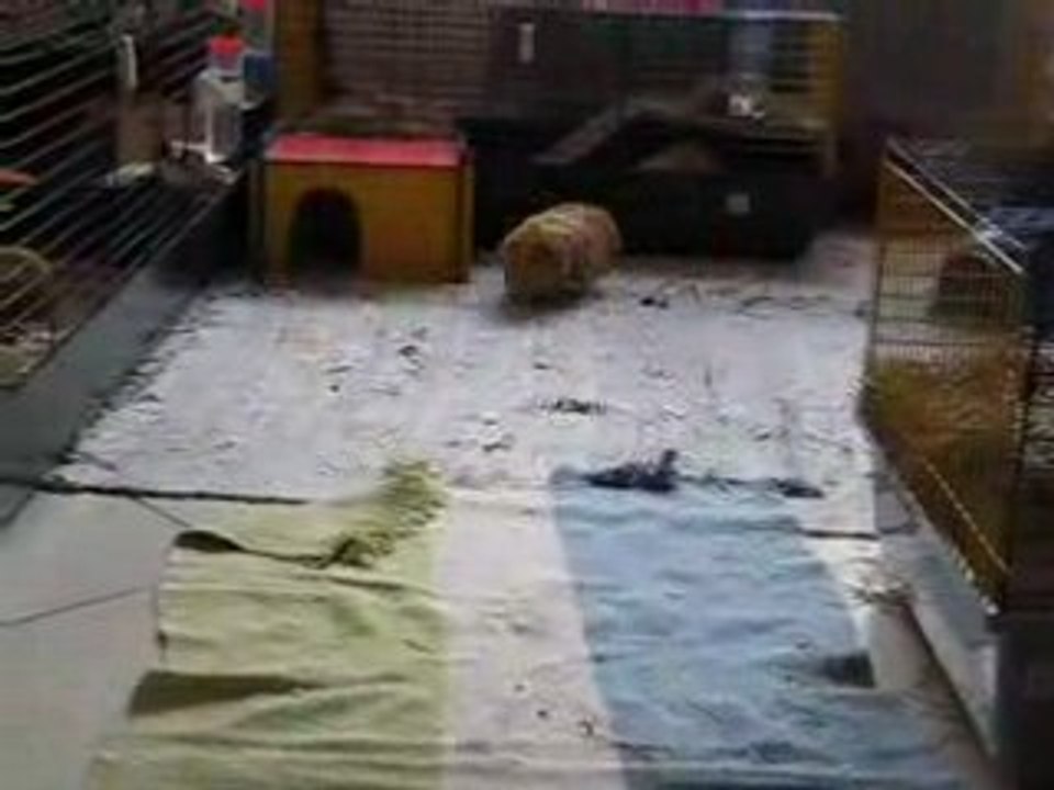 Filou court dans le salon