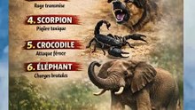les animaux les plus dangereux du monde