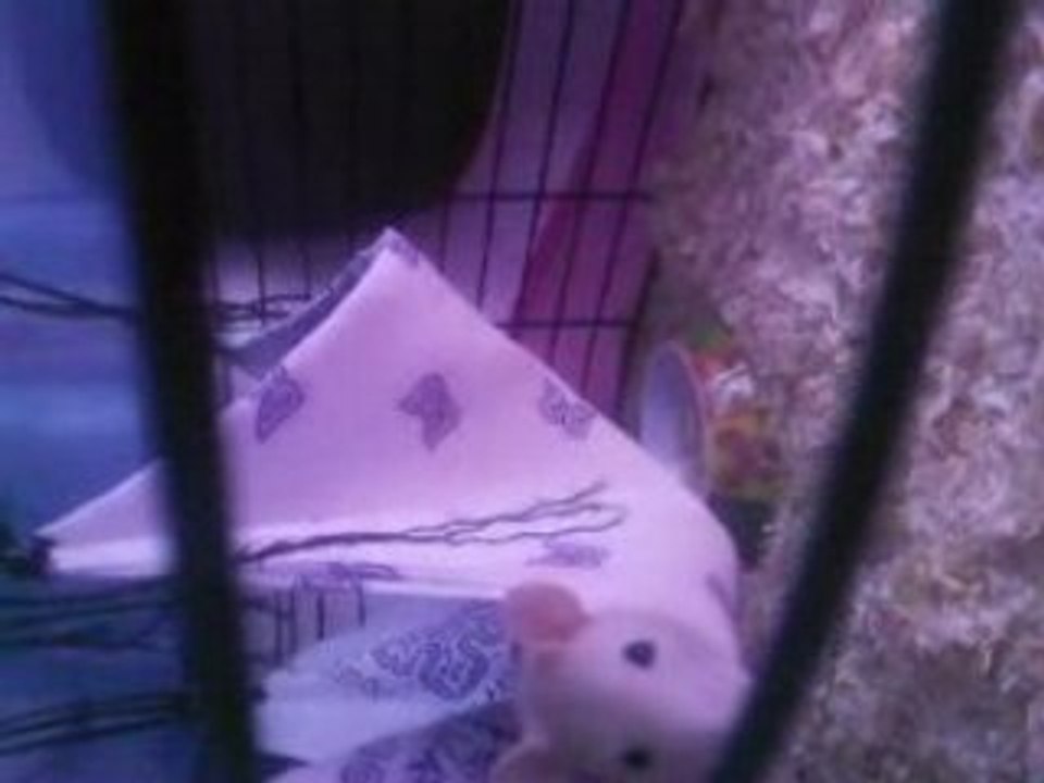 mon rat winni qui dort dans son hammac
