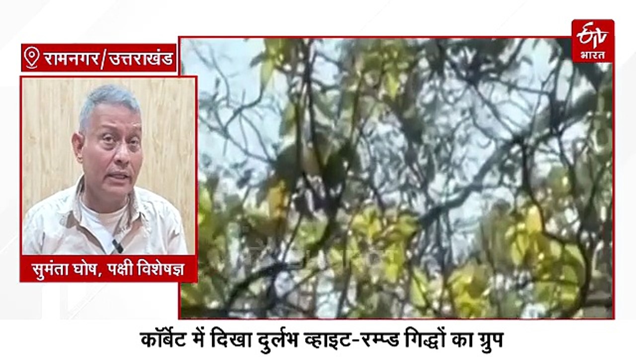 कॉर्बेट में दिखा दुर्लभ व्हाइट-रम्प्ड गिद्धों का ग्रुप, वन्यजीव प्रेमियों के खिले चेहरे