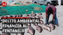 Revelan cómo el Cártel de Sinaloa paga el fentanilo con buches de totoaba a mafias chinas