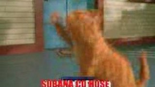 Video DANSE OF CAT ON TAMIL SONG - danse, of, cat, on, comed