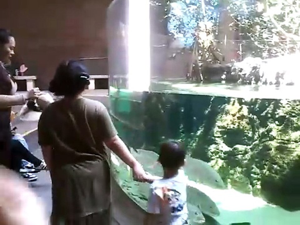 Personas viendo peces blancos en el Gran Acuario Mazatlán, 28 de marzo de 2026