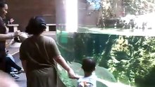 Personas viendo peces blancos en el Gran Acuario Mazatlán, 28 de marzo de 2026