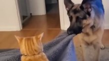 #GERMAN SHEPHERD DOG #FUNNY GERMAN SHEPHERD #GSD #SHORT VIDEO 💕🐶😂😂😂FOLLOW ME plz