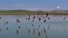 40 yıl sonra geri döndüler: Kayseri Tuzla Palas Gölü’nde flamingolar yeniden görüldü