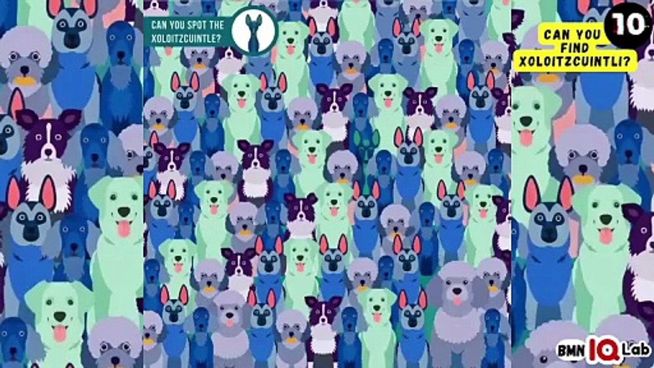 #YourEyesVsTheDogs 👀⚔️🐕 Can you find Xoloitzcuintli? 🐕