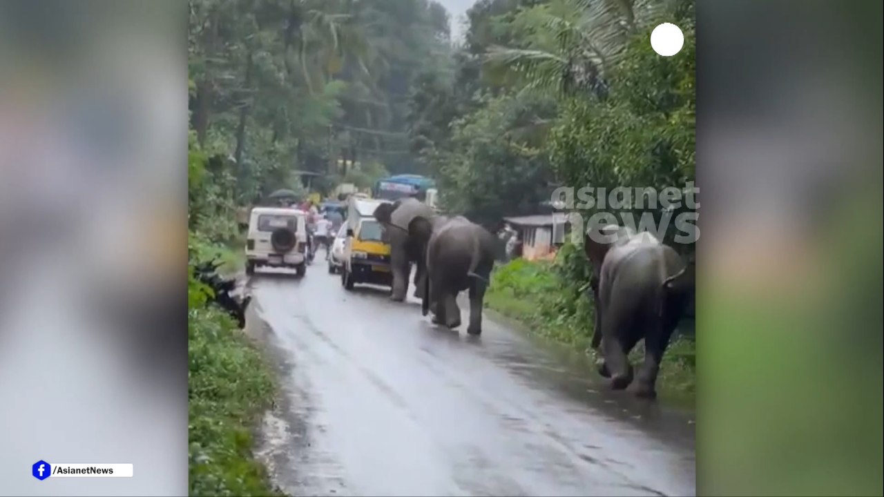 Wild Animal Attack VO