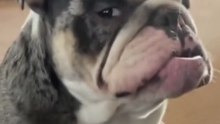 Funny Bulldogs and Their Lovely Faces 😂🐶 Cutest Bulldog Moments Ever