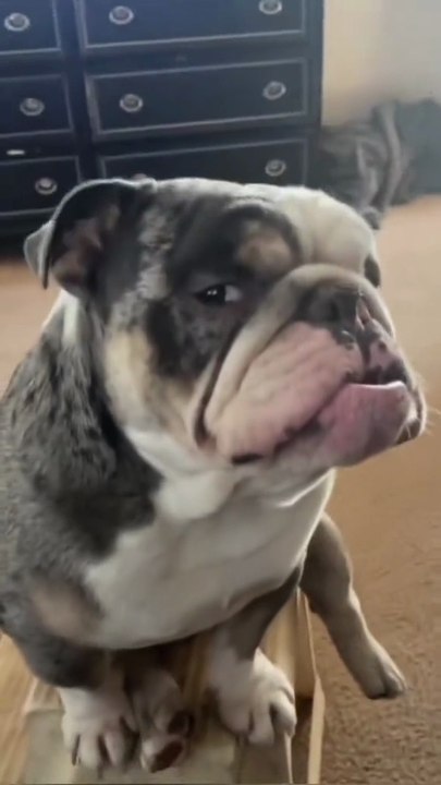 Funny Bulldogs and Their Lovely Faces 😂🐶 Cutest Bulldog Moments Ever