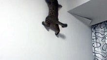 SPIDER-CAT! You Won’t Believe What This Kitty Can Do!