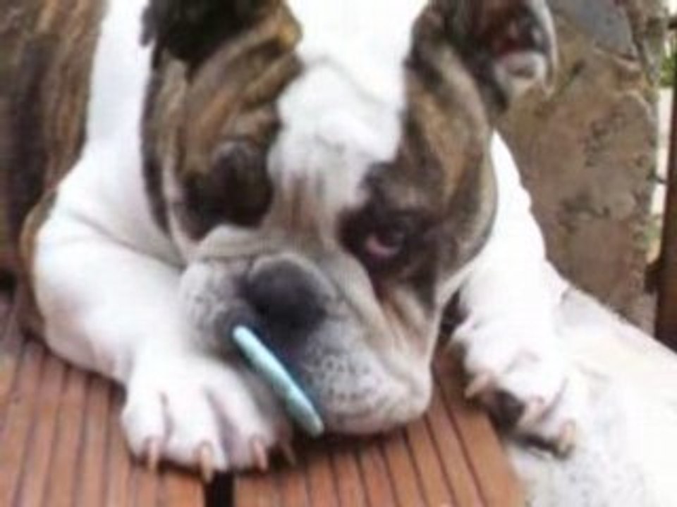 aston et son joujou qui tombe