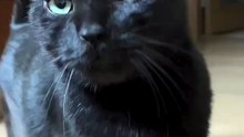A Black Cat Looking at Me and Meowing Softly 🐾😺