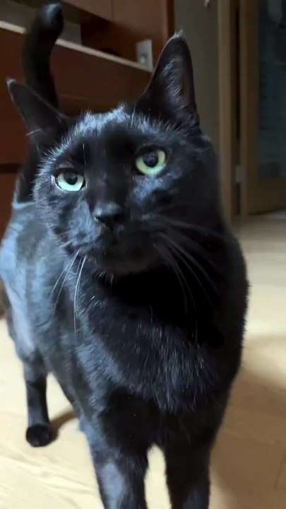 A Black Cat Looking at Me and Meowing Softly 🐾😺
