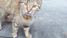 #cat