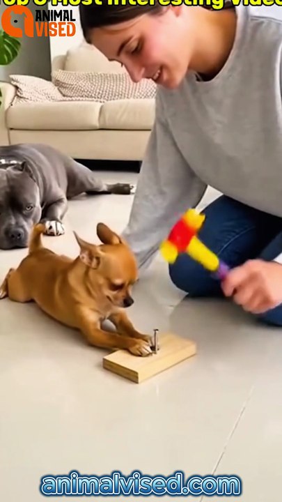 Chihuahua Puppies Funny Moments 😂 | Cute & Very Interesting Puppy Video