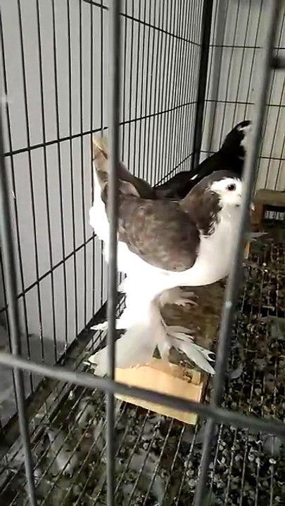 "Beauty in Motion: The Most Elegant Fancy Pigeons of 2026."