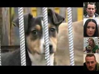 Film Edukacyjny o Bezdomnych Zwierzętach "Porzuceni"