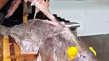 Big Catfish Deep fry Turkish Style