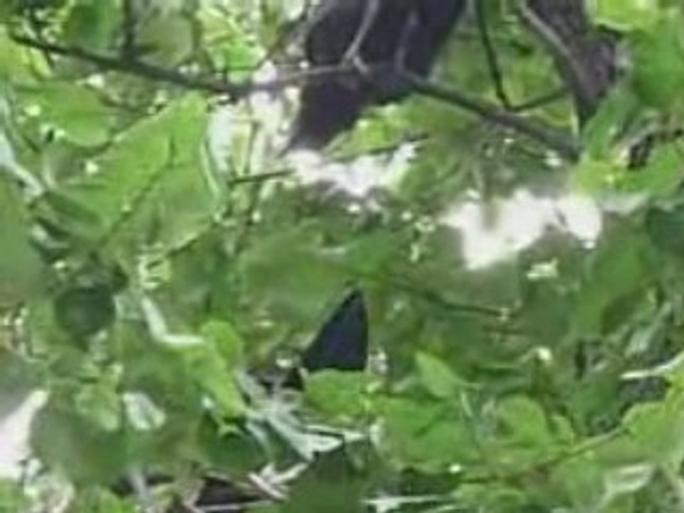 Scène nourrissage petit 5.6.08.++