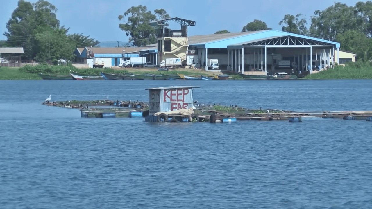 Uganda Secures EU Market for Farmed Fish | AMSP