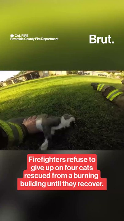 Firefighters refuse to give up on four cats until they recover.