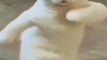 Cute ai cat dancing funny cat dancing
