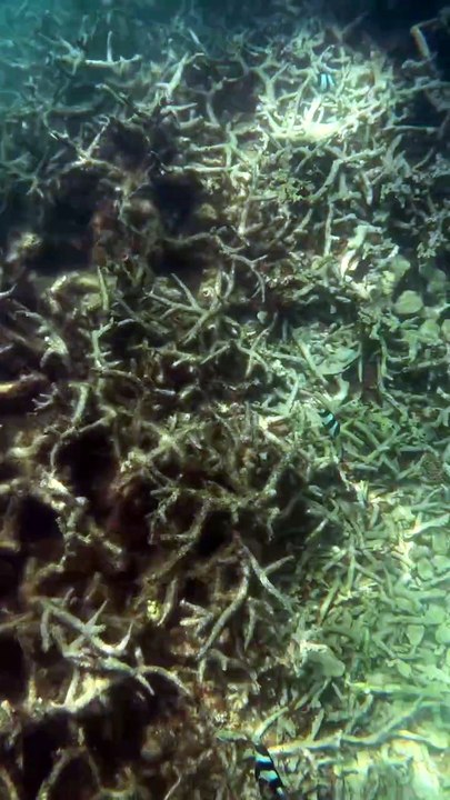 SEANCE de snorkeling à côté de Blue Bay