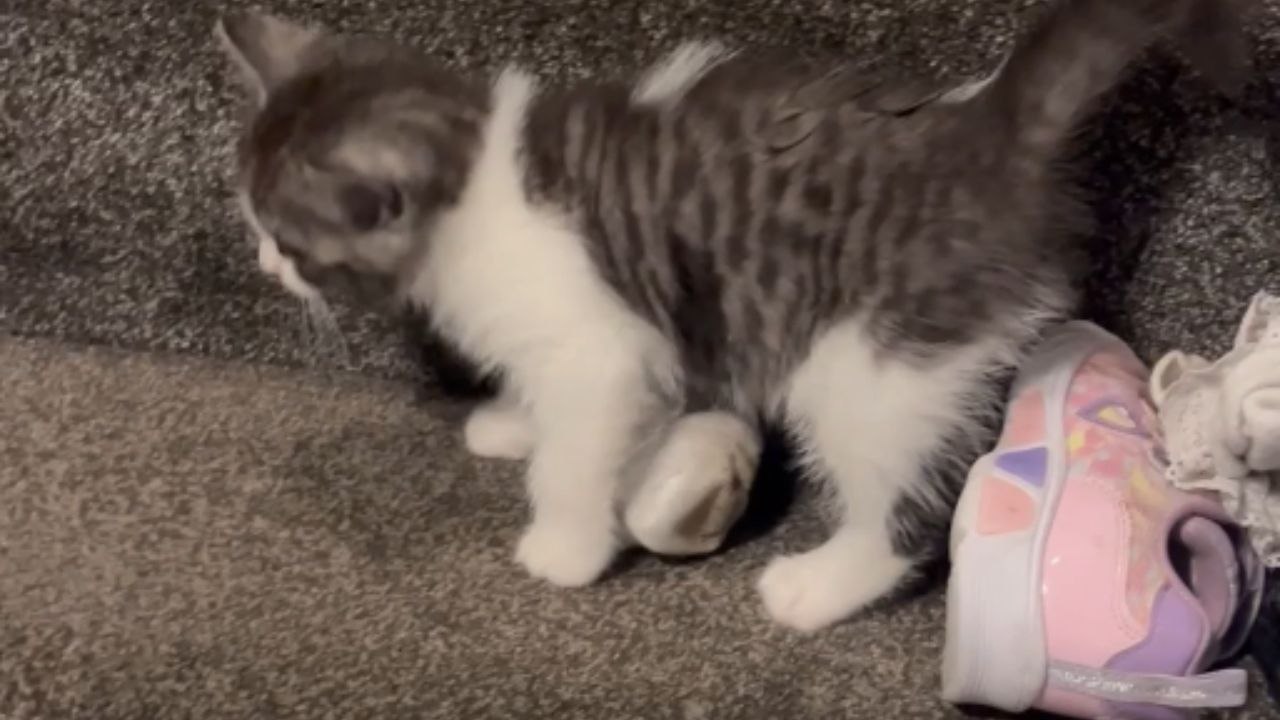 Kitten Plays With a Dog On the Stairs and Takes a Tumble
