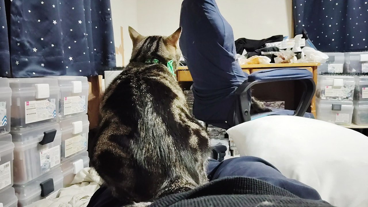 飼い主の太ももに乗って考え事をするココア
