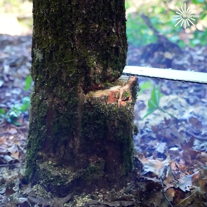 Tree felling using tongue and groove method