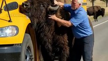Bison Attacks School Bus!