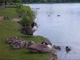 Geese and goslings on cwmbran boating lake