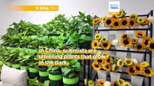 Chinese scientists unveil glowing Avatar-like plants that could light cities without electricity