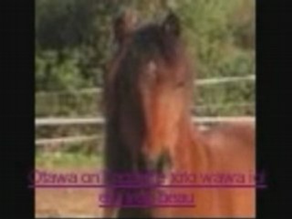 centre equestre
