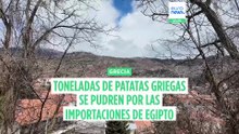 Grecia: Miles de toneladas de patatas se pudren por las importaciones de Egipto
