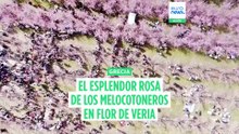 Los melocotoneros en flor de Veria reciben a visitantes de todo el mundo en su máximo esplendor rosa