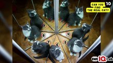 #YourEyesVsTheCats 👀⚔️🐈‍⬛ Can You Find The Real Cat? 😼