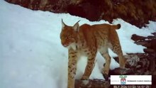 La lince ormai habitué della Val d'Ossola. Nuovo avvistamento sui monti. «In un giorno ha percorso 7 km»