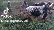 Punjabi mahol