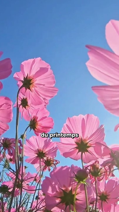 Super Pleine Lune Rose