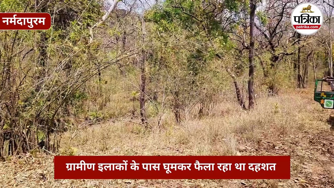 नर्मदापुरम में 3 दिन बाद पकड़ा गया कालर वाला बाघ, ग्रामीण इलाकों के पास फैला रहा था दहशत