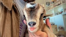 Baby Goat With Sepsis Gets A Second Chance At Life