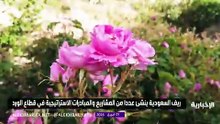 ريف السعودية يطور قطاع الورد بمشاريع استراتيجية جديدة
