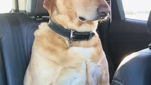Can dogs sit like that? 😂