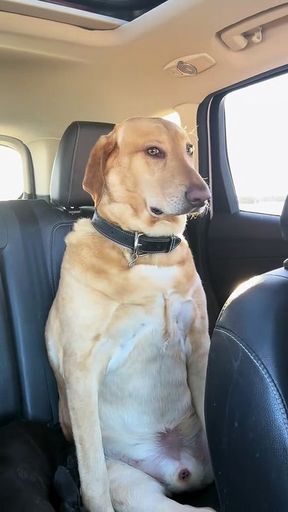 Can dogs sit like that? 😂