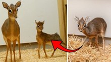 Tiny antelope barely taller than tin of baked beans born at UK zoo